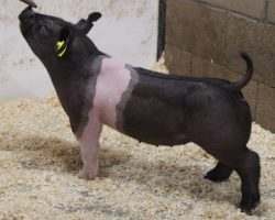Sire: BD 40-1 <br>
Sire of Dam: Californication 116-9<br>
Weight: 39<br>
COMMENTS: <BR>
• Extra complete, good skeletoned, good looking belted gilt here! She’s opened up great through her chest and at the base of her rib and she patterns up awesome from the side <br>
• Dam 116-9 (Californication x Sunshine & Whiskey 28-1) is highly linebred and she always generates. We have retained many daughters and no doubt when they’re built like 31-3 they can really generate <br>
• BD 40-1 sired a large chunk of our high sellers in our first two farm sales and his pigs have been extremely well-received. We have tons of faith here!
<br>
<br>
<a href="https://youtu.be/yxiUiEjL4DQ" target="_blank" rel="noopener noreferrer">YOUTUBE LINK</a>