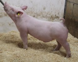 Sire: 3 Peat <br>
Sire of Dam: Outbreak 251-1<br>
Weight: 72<br>
COMMENTS: <BR>
• Awesome trio of 3 Peat barrows and these boys come ready to play hard ball!<br>
• They have a killer young first parity Outbreak x Renig 28-11 sow behind them and these boys have no shortage of power! <br>
• Study the photos and videos and not much description needed here – if you want to win in July or August, these guys better be high on your list! <br>
<br>
<a href="https://youtu.be/M6blFuX40qc" target="_blank" rel="noopener noreferrer">YOUTUBE LINK</a>