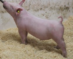 Sire: 3 Peat <br>
Sire of Dam: Outbreak 251-1<br>
Weight: 55<br>
COMMENTS: <BR>
• Awesome trio of 3 Peat barrows and these boys come ready to play hard ball!<br>
• They have a killer young first parity Outbreak x Renig 28-11 sow behind them and these boys have no shortage of power! <br>
• Study the photos and videos and not much description needed here – if you want to win in July or August, these guys better be high on your list! <br>
<br>
<a href="https://youtu.be/aAq6MmvN_kU" target="_blank" rel="noopener noreferrer">YOUTUBE LINK</a>