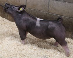 Sire: 3 Peat <br>
Sire of Dam: Outbreak 251-1<br>
Weight: 67<br>
COMMENTS: <BR>
• Awesome trio of 3 Peat barrows and these boys come ready to play hard ball!<br>
• They have a killer young first parity Outbreak x Renig 28-11 sow behind them and these boys have no shortage of power! <br>
• Study the photos and videos and not much description needed here – if you want to win in July or August, these guys better be high on your list! <br>
<br>
<a href="https://youtu.be/qL5JhIXZdqY" target="_blank" rel="noopener noreferrer">YOUTUBE LINK</a>