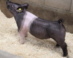 Sire: Foresight <br>
Sire of Dam: Objection 176-7<br>
Weight: 67<br>
COMMENTS: <BR>
• For those with a June or earlier July show, we’d highly suggest you check out lot 40. We are way in on this guy! <br>
• True to a Foresight pig, this guy is big ribbed, loose-skeletoned, and stout skulled and he comes with plenty of width and power. He reads like the kind that’ll grow and only continue to get better every day of his life
<br>
<br>
<a href="https://youtu.be/z9tsxV8Ru9k" target="_blank" rel="noopener noreferrer">YOUTUBE LINK</a>