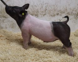 Sire: BD 40-1<br>
Sire of Dam: Californication 265-6<br>
Weight: 59<br>
COMMENTS: <BR>
• The 1 litter has been very impressive from the start and they bring a linebred pedigree to the table for extra consistency.<br>
• These guys are big chested and extra big legged and we love how square they maintain their hock. They come in a little shorter bodied package and we love their maturity pattern.<br>
• 265-6 dam shares the same mom as Outta Line and she’s been a great generator for our program
<br>
<br>
<a href="https://youtu.be/QUjfBB-CSaA" target="_blank" rel="noopener noreferrer">YOUTUBE LINK</a>