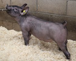 Sire: BD 40-1<br>
Sire of Dam: Californication 265-6<br>
Weight: 61<br>
COMMENTS: <BR>
• The 1 litter has been very impressive from the start and they bring a linebred pedigree to the table for extra consistency.<br>
• These guys are big chested and extra big legged and we love how square they maintain their hock. They come in a little shorter bodied package and we love their maturity pattern.<br>
• 265-6 dam shares the same mom as Outta Line and she’s been a great generator for our program
<br>
<br>
<a href="https://youtu.be/mOuzUQvsCVk" target="_blank" rel="noopener noreferrer">YOUTUBE LINK</a>