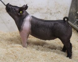 Sire: BD 40-1<br>
Sire of Dam: Short Bus 12-3<br>
Weight: 79<br>
COMMENTS: <BR>
• Big bodied, big muscled, and wide skeletoned gilt here that offers some awesome potential! <br>
• She comes with monster legs, extra hair, and a really square built skeleton<br>
• Sire One Step Closer is the Git R Done boar at Herren’s that we used hard for November and December litters and we’ve been very impressed. Dam 12-3 is the very best daughter of Renig 15-10 and she’s one we continue to build around. <br>
• For those looking at potential herd-building females after their show career, I’d study this one pretty hard. She hails from a tremendously productive sow line and offers the kind of build it takes to make winners
<br>
<br>
<a href="https://youtu.be/68kenmY4BUM" target="_blank" rel="noopener noreferrer">YOUTUBE LINK</a>