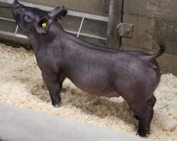 Sire: 3 Peat <br>
Sire of Dam: Lit Fuse 204-5<br>
Weight: 61<br>
COMMENTS: <BR>
• Lot 44 is a mate to lots 10-13 and she is very special in her own right <br>
• The 20 litter has been absolutely incredible and they’ve been so fun to watch develop, not only because they’re so good and unique in the way they are put together, but also because there’s one of every color!<br>
• Study the photos and videos here and it doesn’t take long to realize these guys are very special. They’re super square built and offer the perfect combination of bone, eye appeal, and correctness of skeleton. <br>
• We love their 204-5 momma (Lit Fuse x Short Bus 64-1 x Renig 28-8) and she’s one we continue to try to build around. TONS of potential here!
<br>
<br>
<a href="https://youtu.be/cxn7Cc9EYHw" target="_blank" rel="noopener noreferrer">YOUTUBE LINK</a>