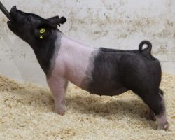 Sire: American Spirit <br>
Sire of Dam: Outbreak 231-9<br>
Weight: 44<br>
COMMENTS: <BR>
• YES this gilt is as good as her photo! <br>
• We absolutely love our American Spirit pigs and he is seeing as heavy of use as any sire we have in stud going into our summer breedings <br>
• Dam 231-9 was the very best Outbreak daughter retained last year and this is her first litter <br>
• This gilt offers bone, hair, length of front, and extra correctness of build to a very high degree and she just looks expensive. CYAE and Midwest state fair buyers, better look in here! <br>
<br>
<a href="https://youtu.be/mUb_2e4iSM4" target="_blank" rel="noopener noreferrer">YOUTUBE LINK</a>