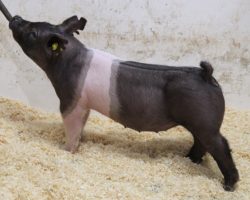 Sire: Wed Locked <br>
Sire of Dam: Wedding Blues 219-4<br>
Weight: 53<br>
COMMENTS: <BR>
• Great pair of bigger Wedlocked gilts that really fit the bill for those with earlier fairs. These guys look like they’ll have some grow in them, and as they continue to mass up they are going to be extra competitive<br>
• Like daddy, they are taller fronted, yet really big chested, are loaded with shape, and offer a big pinset. These are the kind that win lots of fairs every year!
<br>
<BR>
<a href="https://youtu.be/VLLi5RdxIxk" target="_blank" rel="noopener noreferrer">YOUTUBE LINK</a>