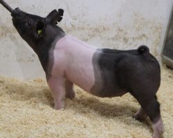 Sire: Brother Love <br>
Sire of Dam: May We All 224-9<br>
Weight: 78<br>
COMMENTS: <BR>
• Gorgeous, big legged, bold ribbed pair of Brother Love gilts here! <br>
• Their 224-9 MWA momma is as impressive as they get and she is a littermate to the Grand Champion Overall Gilt at CYAE last year that was shown by Paige Vierra<br>
• These girls come in a slightly bigger package, but wow they pack a big punch! Heavy legged and absolutely massive with a correct build!<br>
<br>
<a href="https://youtu.be/N8oNsQOknCo" target="_blank" rel="noopener noreferrer">YOUTUBE LINK</a>