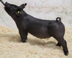 Sire: Brother Love <br>
Sire of Dam: May We All 224-9<br>
Weight: 47<br>
COMMENTS: <BR>
• Gorgeous, big legged, bold ribbed pair of Brother Love gilts here! <br>
• Their 224-9 MWA momma is as impressive as they get and she is a littermate to the Grand Champion Overall Gilt at CYAE last year that was shown by Paige Vierra<br>
• These girls come in a slightly bigger package, but wow they pack a big punch! Heavy legged and absolutely massive with a correct build!<br>
<br>
<a href="https://youtu.be/_dh-jU7y1xk" target="_blank" rel="noopener noreferrer">YOUTUBE LINK</a>