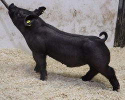 Sire: BD 40-1 <br>
Sire of Dam: Teen Spirit 107-3<br>
Weight: 54<br>
COMMENTS: <BR>
• Stout headed, heavy legged jet black barrow here! <br>
• 107-3 momma (Teen Spirit x 225K 249-2 x Monster Square 46-1) is as gorgeous as they come and her May We All litter sold in March 2021 contained several elite individuals, including the Grand Overall at the Hartford Independent Fair in Ohio shown by Cody Foor.<br>
• These guy reads to us like the kind that gets nasty good come August! He is loaded with power in a correct, attractive package!
<br>
<br>
<a href="https://youtu.be/_8RgnX4d26k" target="_blank" rel="noopener noreferrer">YOUTUBE LINK</a>