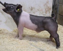 Sire: BR 64-1<br>
Sire of Dam: Shine On 143-5<br>
Weight: 67<br>
COMMENTS: <BR>
• Extra stout featured 34 litter barrow that is a mate to lot 28<br>
• This guy is stout headed, big chested, and offers a killer hip and hind leg with the right maturity pattern. We love that he reads with a shot more extension, as moderate and stout as his sire is we think the sky is the limit here! <br>
• Sire BR 64-1 just sired the Grand Champion Crossbred Gilt at San Antonio and he continues to do a bang up job here!
<br>
<br>
<a href="https://youtu.be/etKQDXsBR84" target="_blank" rel="noopener noreferrer">YOUTUBE LINK</a>