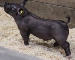 Sire: BD 40-1<br>
Sire of Dam: Sun Daze 201-4<br>
Weight: 46<br>
COMMENTS: <BR>
• Heavy duty black barrow here with a killer pedigree!<br>
• (Sun Daze x Visionary) 201-4 dam is a dynamite young sow and highly capable of generating the next great one <br>
• This guy comes in an extra square made, mobile package <br>
<br>
<a href="https://youtu.be/uIQt21SuB9M" target="_blank" rel="noopener noreferrer">YOUTUBE LINK</a>