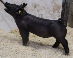 Sire: Rowdy Rebound<br>
Sire of Dam: Lock It Up 34-3<br>
Weight: 46<br>
COMMENTS: <BR>
• These 42’s have us flat PUMPED UP and honestly we are breeding back to Rowdy Rebound aggressively by the day. They are as stand-out and unique as they come in terms of look and front end extension while still maintaining sheer skeletal stoutness.<br>
• Study the photos and these guys instantly grab your attention, when you get on either end of them they read square and they’re opened up awesome at the ground. We think they can be BIG TIME and they’re out of a killer (Lock It Up x Visionary) sow to boot! <br>
<br>
<a href="https://youtu.be/bHEuiYwSdIo" target="_blank" rel="noopener noreferrer">YOUTUBE LINK</a>