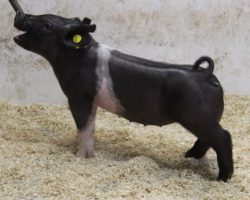 Sire: Rowdy Rebound<br>
Sire of Dam: Lock It Up 34-3<br>
Weight: 40<br>
COMMENTS: <BR>
• These 42’s have us flat PUMPED UP and honestly we are breeding back to Rowdy Rebound aggressively by the day. They are as stand-out and unique as they come in terms of look and front end extension while still maintaining sheer skeletal stoutness.<br>
• Study the photos and these guys instantly grab your attention, when you get on either end of them they read square and they’re opened up awesome at the ground. We think they can be BIG TIME and they’re out of a killer (Lock It Up x Visionary) sow to boot! <br>
<br>
<a href="https://youtu.be/Y68naSpGYjc" target="_blank" rel="noopener noreferrer">YOUTUBE LINK</a>
