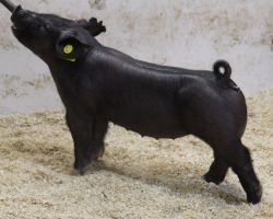 Sire: Rowdy Rebound<br>
Sire of Dam: Sunshine & Whiskey 186-1<br>
Weight: 44<br>
COMMENTS: <BR>
• Another elite pair of Rowdy girls and they too take uniqueness of front end to a new level.<br>
• Dam 186-1 (Sunshine x Bone Thug) has been a flat out generator and these girls are built right from the ground up. <br>
• These two read like they will be best come August or potentially later, and no doubt they will only continue to get better with age
<br>
<br>
<a href="https://youtu.be/si25KwhP3cw" target="_blank" rel="noopener noreferrer">YOUTUBE LINK</a>