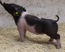 Sire: Rowdy Rebound<br>
Sire of Dam: Sunshine & Whiskey 186-1<br>
Weight: 22<br>
COMMENTS: <BR>
• Another elite pair of Rowdy girls and they too take uniqueness of front end to a new level.<br>
• Dam 186-1 (Sunshine x Bone Thug) has been a flat out generator and these girls are built right from the ground up. <br>
• These two read like they will be best come August or potentially later, and no doubt they will only continue to get better with age
<br>
<br>
<a href="https://youtu.be/FVsr7nO92vA" target="_blank" rel="noopener noreferrer">YOUTUBE LINK</a>
