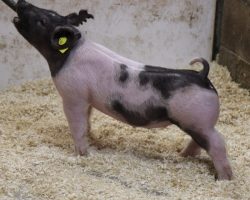 Sire: BD 40-1<br>
Sire of Dam: Rule 21 215-5<br>
Weight: 30<br>
COMMENTS: <BR>
• The 44 litter has really impressed us from the start and no doubt they are one of the very deepest in the entire set<br>
• Their dam, 215-5 (Rule 21 x Visionary 254-2) shares the same mom as Outbreak and Breaking Bad, both of whom had a killer 2021. Breaking Bad just recently sired the Reserve Grand barrow at San Antonio last week! <br>
• Study the photos here and quite simply these are STOUT pigs with great extension in a good built package. That’s what it’s going to take to win in 2022 and we are confident the 44’s will get you there!
<br>
<br>
<a href="https://youtu.be/hEXFZxnnAIg" target="_blank" rel="noopener noreferrer">YOUTUBE LINK</a>