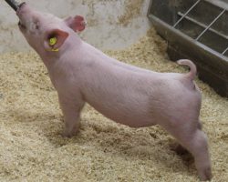 Sire: 3 Peat<br>
Sire of Dam: Back To The Future 134-6<br>
Weight: 30<br>
COMMENTS: <BR>
• We are absolutely loaded on elite white barrows this set and no doubt lot 59 is one of the highlights !<br>
• We love how stout and hairy he is, and he comes with an awesome build from the ground up in terms of width, squareness, and pastern strength!<br>
• For those CYAE barrow buyers and folks with a classifying show at your county, here’s a hammer of a York appearing barrow to try to get it done!
<br>
<br>
<a href="https://youtu.be/Jpb78a5rm8E" target="_blank" rel="noopener noreferrer">YOUTUBE LINK</a>