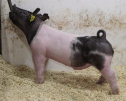 Sire: American Spirit <br>
Sire of Dam: On Target 80-4<br>
Weight: 46<br>
COMMENTS: <BR>
• These 36’s have really turned some heads and it’s easy to see why. They are so unique and just flat fun to look at <br>
• They offer a tremendous pedigree and essentially their dam and their granddam on the topside are full sisters. <br>
• Sire American Spirit has been absolutely killing it. He sired the Grand Barrow at Texas National out of his first litter and his pigs the last two sets have been phenomenal. <br>
• If you’re after width, bone, hair, and power with a unique aura – look no further!<br>
<br>
<a href="https://youtu.be/JdXrZNfjNGY" target="_blank" rel="noopener noreferrer">YOUTUBE LINK</a>