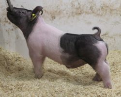 Sire: American Spirit <br>
Sire of Dam: On Target 80-4<br>
Weight: 43<br>
COMMENTS: <BR>
• These 36’s have really turned some heads and it’s easy to see why. They are so unique and just flat fun to look at <br>
• They offer a tremendous pedigree and essentially their dam and their granddam on the topside are full sisters. <br>
• Sire American Spirit has been absolutely killing it. He sired the Grand Barrow at Texas National out of his first litter and his pigs the last two sets have been phenomenal. <br>
• If you’re after width, bone, hair, and power with a unique aura – look no further!<br>
<br>
<a href="https://youtu.be/yvHmJyZ11Cc" target="_blank" rel="noopener noreferrer">YOUTUBE LINK</a>