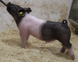 Sire: BD 40-1 <br>
Sire of Dam: Rule 21 215-5<br>
Weight: 39<br>
COMMENTS: <BR>
• The 44 litter has really impressed us from the start and no doubt they are one of the very deepest in the entire set<br>
• Their dam, 215-5 (Rule 21 x Visionary 254-2) shares the same mom as Outbreak and Breaking Bad, both of whom had a killer 2021. Breaking Bad just recently sired the Reserve Grand Barrow at San Antonio last week! <br>
• Study the photos here and quite simply these are STOUT pigs with great extension in a good built package. That’s what it’s going to take to win in 2022 and we are confident the 44’s will get you there! <br>
<br>
<a href="https://youtu.be/j4NgOohnyRc" target="_blank" rel="noopener noreferrer">YOUTUBE LINK</a>