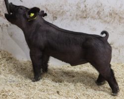 Sire: BD 40-1 <br>
Sire of Dam: Rule 21 215-5<br>
Weight: 34<br>
• The 44 litter has really impressed us from the start and no doubt they are one of the very deepest in the entire set<br>
• Their dam, 215-5 (Rule 21 x Visionary 254-2) shares the same mom as Outbreak and Breaking Bad, both of whom had a killer 2021. Breaking Bad just recently sired the Reserve Grand Barrow at San Antonio last week! <br>
• Study the photos here and quite simply these are STOUT pigs with great extension in a good built package. That’s what it’s going to take to win in 2022 and we are confident the 44’s will get you there! <br>
<br>
<a href="https://youtu.be/v75GtGYQFnk" target="_blank" rel="noopener noreferrer">YOUTUBE LINK</a>
