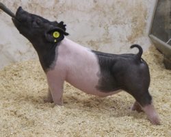 Sire: Rowdy Rebound <br>
Sire of Dam: Sunshine & Whiskey 186-1<br>
Weight: 31<br>
COMMENTS: <BR>
• Extra neat little Rowdy barrow here and he comes in a moderate, yet trendy package <br>
• This guy offers a killer look through his front 1/3 with a hip and hind leg that’ll get the job done every day <br>
• Big chested, deep bodied, and super sexy from the side. We are way in here!
<br>
<br>
<a href="https://youtu.be/B-jmSbeuFWM" target="_blank" rel="noopener noreferrer">YOUTUBE LINK</a>