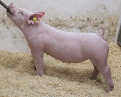 Sire: 3 Peat <br>
Sire of Dam: Outta Line 52-9<br>
Weight: 60<br>
COMMENTS: <BR>
• We love this little white 3 Peat gilt and she really looks like she can be a hammer when it’s all said and done <br>
• Dam 52-9 is our very favorite Outta Line daughter and she is dammed by none other than the great Renig 28-11 sow<br>
• This one is as sexy and attractive as they come, and she brings forth enough bone and stoutness to be a major player where she winds up going! <br>
<br>
<a href="https://youtu.be/gxRkrbXQQNY" target="_blank" rel="noopener noreferrer">YOUTUBE LINK</a>