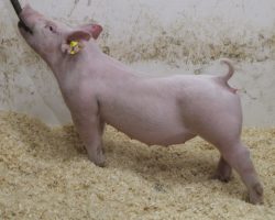 Sire: 3 Peat <br>
Sire of Dam: Outbreak 251-1<br>
Weight: 54<br>
COMMENTS: <BR>
• Awesome 2 litter white gilt here out of a dynamite young first parity (Outbreak x Renig 28-11) sow. That makes the 2 and 7 litters ¾ sisters.<br>
• Whether you’re wanting a killer jackpot gilt or a sow to build around, we believe lot 66 suits both purposes exceptionally well. She’s tall fronted, stout featured, and shapely, yet built extra correct off both ends and she offers a highly productive, linebred pedigree – and she’s out of an extremely deep litter
<br>
<br>
<a href="https://youtu.be/lpj8Vz5BIeY" target="_blank" rel="noopener noreferrer">YOUTUBE LINK</a>