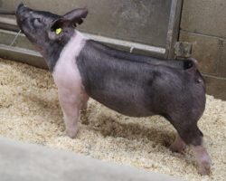 Sire: Wed Locked <br>
Sire of Dam: Outbreak 197-7<br>
Weight: 69<br>
COMMENTS: <BR>
• These 5 litter Wedlocked gilts are extremely good and for those needing bigger pigs that can show in June or early July, better look in here. They read like the kind that can be fed harder and stay together to win early<br>
• Very correct, big ribbed Outbreak x On Target momma behind them and no doubt they will have tremendous value as females on down the road as well<br>
• There will be added value in these Wedlockeds from a genetic perspective, as we hoarded his semen last year and only us, Kilmer, and Top Cut have pigs out of him this spring <br>
<br>
<a href="https://youtu.be/30pa7nVVqGA" target="_blank" rel="noopener noreferrer">YOUTUBE LINK</a>