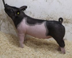 Sire: Wed Locked <br>
Sire of Dam: Outbreak 197-7<br>
Weight: 74<br>
COMMENTS: <BR>
• These 5 litter Wedlocked gilts are extremely good and for those needing bigger pigs that can show in June or early July, better look in here. They read like the kind that can be fed harder and stay together to win early<br>
• Very correct, big ribbed Outbreak x On Target momma behind them and no doubt they will have tremendous value as females on down the road as well<br>
• There will be added value in these Wedlockeds from a genetic perspective, as we hoarded his semen last year and only us, Kilmer, and Top Cut have pigs out of him this spring <br>
<br>
<a href="https://youtu.be/etENtk-GAAY" target="_blank" rel="noopener noreferrer">YOUTUBE LINK</a>