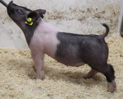 Sire: Wed Locked <br>
Sire of Dam: Outbreak 197-7<br>
Weight: 45<br>
COMMENTS: <BR>
• These 5 litter Wedlocked gilts are extremely good and for those needing bigger pigs that can show in June or early July, better look in here. They read like the kind that can be fed harder and stay together to win early<br>
• Very correct, big ribbed Outbreak x On Target momma behind them and no doubt they will have tremendous value as females on down the road as well<br>
• There will be added value in these Wedlockeds from a genetic perspective, as we hoarded his semen last year and only us, Kilmer, and Top Cut have pigs out of him this spring <br>
<br>
<a href="https://youtu.be/2LTOvkr2Dws" target="_blank" rel="noopener noreferrer">YOUTUBE LINK</a>