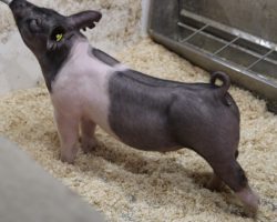 Sire: Wed Locked <br>
Sire of Dam: Outbreak 197-7<br>
Weight: 64<br>
COMMENTS: <BR>
• These 5 litter Wedlocked gilts are extremely good and for those needing bigger pigs that can show in June or early July, better look in here. They read like the kind that can be fed harder and stay together to win early<br>
• Very correct, big ribbed Outbreak x On Target momma behind them and no doubt they will have tremendous value as females on down the road as well<br>
• There will be added value in these Wedlockeds from a genetic perspective, as we hoarded his semen last year and only us, Kilmer, and Top Cut have pigs out of him this spring <br>
<br>
<a href="https://youtu.be/pcM3IKM6IFg" target="_blank" rel="noopener noreferrer">YOUTUBE LINK</a>