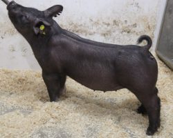 Sire: BD 40-1<br>
Sire of Dam: Teen Spirit 103-4<br>
Weight: 73<br>
COMMENTS: <BR>
• Heavy legged BD gilt here that comes in a boxy, short bodied package! <br>
• This one is loaded with shape, offers a sharp front end, and did we mention big legs?<br>
• 103-4 (Teen Spirit x Straight Survivor x Wedding Night) momma never misses! We think this one fits the bill as an elite show gilt early and she can be absolutely incredible by CYAE or an August State Fair!<br>
<br>
<a href="https://youtu.be/BcxJqWgQNBg" target="_blank" rel="noopener noreferrer">YOUTUBE LINK</a>