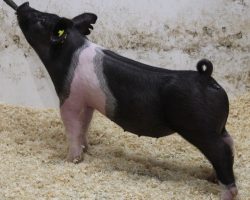 Sire: Wed Locked <br>
Sire of Dam: Gorilla 285-4<br>
Weight: 47<br>
COMMENTS: <BR>
• The 6 litter was extremely deep and we found several even in the back barns after our initial sort that looked very good <br>
• Gorilla 285-4 momma shares the same dam as Up Down and her grandma is the great American Bad Boy 144-7 sow <br>
• This gilt is big ribbed, comes in a moderate frame size, and reads extra square and complete off both ends of her skeleton. Whether you’re needing something you can try to win your July fair with or wanting to make the gilt sale at CYAE, this one fits the bill very well. <br>
<br>
<a href="https://youtu.be/puPXrfGLdvY" target="_blank" rel="noopener noreferrer">YOUTUBE LINK</a>