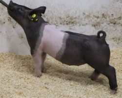 Sire: 3 Peat <br>
Sire of Dam: Outbreak 251-1<br>
Weight: 47<br>
COMMENTS: <BR>
• The 2 litter has been nothing short of exceptional, and check out lot 73’s mate barrows and gilts that are scattered throughout the sale. We LOVE her basic build, and like all of her sibs, she brings such an attractive, balanced look to the table. <br>
• We read her maturity pattern as spot on, and the older this one gets the better she will become. <br>
• Great young first parity (Outbreak x Renig 28-11) sow behind the 2 litter.<br>
<br>
<a href="https://youtu.be/MvN8zJCOecc" target="_blank" rel="noopener noreferrer">YOUTUBE LINK</a>