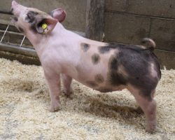 Sire: Say Your Prayers<br>
Sire of Dam: Dirty Secret 50-2<br>
Weight: 55<br>
COMMENTS: <BR>
• Real neat pair of 10 litter barrows that are mates to the lot 24 gilt!!<br>
• Sire Say Your Prayers at Cody Berling’s is (Believe in Me x Visionary) and shares the same dam as Foresight and Rockstar. Dam 50-2 (Dirty Secret x Cookie x No Limits) is our great Lackey sow that never misses<br>
• These guys offer an elite presence from the side, yet they don’t disappoint when you get on either end. They stay square in their hock and they offer a big chest – don’t miss this pair! <br>
<br>
<a href="https://youtu.be/iQcM2IBERrg" target="_blank" rel="noopener noreferrer">YOUTUBE LINK</a>