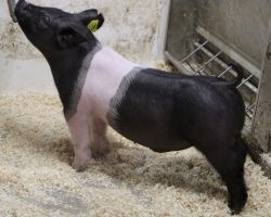 Sire: Say Your Prayers<br>
Sire of Dam: Dirty Secret 50-2<br>
Weight: 57<br>
COMMENTS: <BR>
• Real neat pair of 10 litter barrows that are mates to the lot 24 gilt!!<br>
• Sire Say Your Prayers at Cody Berling’s is (Believe in Me x Visionary) and shares the same dam as Foresight and Rockstar. Dam 50-2 (Dirty Secret x Cookie x No Limits) is our great Lackey sow that never misses<br>
• These guys offer an elite presence from the side, yet they don’t disappoint when you get on either end. They stay square in their hock and they offer a big chest – don’t miss this pair! <br>
<br>
<a href="https://youtu.be/xYqOA0p9oCQ" target="_blank" rel="noopener noreferrer">YOUTUBE LINK</a>