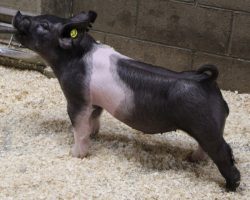 Sire: American Spirit <br>
Sire of Dam: Outbreak 231-9<br>
Weight: 50<br>
COMMENTS: <BR>
• We absolutely love our American Spirit pigs and he is seeing as heavy of use as any sire we have in stud going into our summer breedings <br>
• Dam 231-9 was the very best Outbreak daughter retained last year and this is her first litter <br>
• This guy offers bone, hair, length of front, and extra correctness of build to a very high degree – this is the kind it takes to win big!
<br>
<br>
<a href="https://youtu.be/QMw1FSlj6L8" target="_blank" rel="noopener noreferrer">YOUTUBE LINK</a>