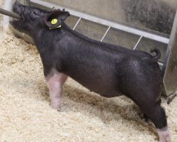 Sire: Wed Locked <br>
Sire of Dam: Wedding Night 69-2<br>
Weight: 59<br>
COMMENTS: <BR>
• We are very excited about the future in these little 25 litter barrows and they are out of an incredible sow, Wedding Night 69-2, who is the dam of our great 191-1 Outta Line sow <br>
• Their dam is as thick made as they come and she truly looks like a 600 lb jackpot pig. As much extension and lateness of maturity as these guys offer, we are way in on their future!
<br>
<br>
<a href="https://youtu.be/cse6HhHrUtM" target="_blank" rel="noopener noreferrer">YOUTUBE LINK</a>