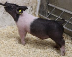 Sire: Wed Locked <br>
Sire of Dam: Wedding Night 69-2<br>
Weight: 36<br>
COMMENTS: <BR>
• We are very excited about the future in these little 25 litter barrows and they are out of an incredible sow, Wedding Night 69-2, who is the dam of our great 191-1 Outta Line sow <br>
• Their dam is as thick made as they come and she truly looks like a 600 lb jackpot pig. As much extension and lateness of maturity as these guys offer, we are way in on their future!
<br>
<br>
<a href="https://youtu.be/vFp2IyigAgU" target="_blank" rel="noopener noreferrer">YOUTUBE LINK</a>