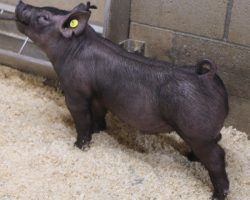 Sire: 3 Peat <br>
Sire of Dam: Outbreak 211-6<br>
Weight: 58<br>
COMMENTS: <BR>
• Jet fronted, big pinned black barrow here! <br>
• His dam 211-6 (Outbreak x Wedding Blues) was Amanda Carter’s elite show gilt from last spring that laid down and had an extremely impressive litter<br>
• This is the kind that gets along every day on every level and gives you a chance to get to the winners circle. Offers a neat enough look yet still is extra complete with width and muscle
<br>
<br>
<a href="https://youtu.be/i1Zy22ih_9k" target="_blank" rel="noopener noreferrer">YOUTUBE LINK</a>