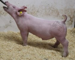 Sire: 3 Peat <br>
Sire of Dam: Wedding Night 233-2<br>
Weight: 57<br>
COMMENTS: <BR>
• The 12’s have been extremely good and they are out of an absolute powerhouse sow, Wedding Night 233-2, who was the Grand Champion Gilt at the Oregon State Fair a couple years back. <br>
• Study the photo and video here on lot 80, this guy is incredibly stout in terms of his bonework and he’s got great muscle shape and hair. As he continues to mature, he offers all the makings of one that can be very very special come July or August<br>
<br>
<a href="https://youtu.be/kdeQXNCQyRc" target="_blank" rel="noopener noreferrer">YOUTUBE LINK</a>