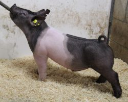 Sire: Brother Love <br>
Sire of Dam: May We All 224-9<br>
Weight: 52<br>
COMMENTS: <BR>
• Killer patterned, big legged, bold ribbed pair of Brother Love barrows here! <br>
• Their 224-9 MWA momma is as impressive as they get and she is a littermate to the Grand Champion Overall Gilt at CYAE last year that was shown by Paige Vierra<br>
• These guys come in a slightly bigger package, but wow they pack a big punch! Heavy legged and absolutely massive with a correct build!
<br>
<br>
<a href="https://youtu.be/RfwS1DWjdmA" target="_blank" rel="noopener noreferrer">YOUTUBE LINK</a>