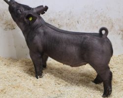 Sire: Brother Love <br>
Sire of Dam: May We All 224-9<br>
Weight: 78<br>
COMMENTS: <BR>
• Killer patterned, big legged, bold ribbed pair of Brother Love barrows here! <br>
• Their 224-9 MWA momma is as impressive as they get and she is a littermate to the Grand Champion Overall Gilt at CYAE last year that was shown by Paige Vierra<br>
• These guys come in a slightly bigger package, but wow they pack a big punch! Heavy legged and absolutely massive with a correct build!
<br>
<br>
<a href="https://youtu.be/2dj4Dyd81as" target="_blank" rel="noopener noreferrer">YOUTUBE LINK</a>