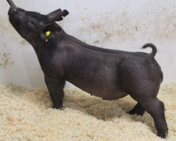 Sire: 3 Peat <br>
Sire of Dam: Wedding Night 233-2<br>
Weight: 62<br>
COMMENTS: <BR>
• The 12’s have been extremely good and they are out of an absolute powerhouse sow, Wedding Night 233-2, who was the Grand Champion Gilt at the Oregon State Fair a couple years back. <br>
• This black barrow is dead level and extra proportional from the side, yet he’s big pinned, big chested, and opened up awesome at the base of his rib. We are way high on this guy!<br>
<br>
<a href="https://youtu.be/4MktZ6BClkA" target="_blank" rel="noopener noreferrer">YOUTUBE LINK</a>