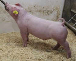 Sire: Boom Town <br>
Sire of Dam: Jack In The Box 130-8 <br>
Birth Date: 1/1/2022 <br>
Weight: 62 <br>
COMMENTS: <BR>
• Chester time! The 27 litter barrows are full sibs to our Boom Town boar, and they are extremely linebred with their dam being a full sister to Boom Town’s dam (Jack in the Box x First Take)<br>
• These are muscular, shapely, sharp fronted barrows with a later maturity pattern and awesome reach off both ends of their skeleton.<br>
• Those folks with July shows that offer breed shows – better get serious here, these guys will get you to the top in a hurry! NJSS customers better look in as well!
<br>
<br>
<a href="https://youtu.be/9DLoY8a_n2U" target="_blank" rel="noopener noreferrer">YOUTUBE LINK</a>