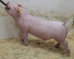 Sire: Boom Town <br>
Sire of Dam: Jack In The Box 130-8 <br>
Birth Date: 1/1/2022 <br>
Weight: 53 <br>
COMMENTS: <BR>
• Chester time! The 27 litter barrows are full sibs to our Boom Town boar, and they are extremely linebred with their dam being a full sister to Boom Town’s dam (Jack in the Box x First Take)<br>
• These are muscular, shapely, sharp fronted barrows with a later maturity pattern and awesome reach off both ends of their skeleton.<br>
• Those folks with July shows that offer breed shows – better get serious here, these guys will get you to the top in a hurry! NJSS customers better look in as well!
<br>
<br>
<a href="https://youtu.be/E4CxB5KpN2w" target="_blank" rel="noopener noreferrer">YOUTUBE LINK</a>