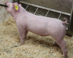 Sire: Oscar Meyer <br>
Sire of Dam: EIN 183-2 <br>
Birth Date: 1/1/2022 <br>
Weight: 60 <br>
COMMENTS: <BR>
• The 29’s are an extra good litter of Chesters as well and they come with more bone, hair, and ruggedness of skeleton. Their sire, Oscar Meyer, sired our Champion Chester Barrow at Arizona Nationals and we thought he was the best pure barrow of all breeds at that event<br>
• While they come with a shot more extension, they are big chested, big pinned barrows and as they mass up, they’re going to get extra good!<br>
<br>
<a href="https://youtu.be/C-ScFowkZlg" target="_blank" rel="noopener noreferrer">YOUTUBE LINK</a>