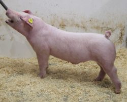 Sire: Oscar Meyer <br>
Sire of Dam: EIN 183-2 <br>
Birth Date: 1/1/2022 <br>
Weight: 67 <br>
COMMENTS: <BR>
• The 29’s are an extra good litter of Chesters as well and they come with more bone, hair, and ruggedness of skeleton. Their sire, Oscar Meyer, sired our Champion Chester Barrow at Arizona Nationals and we thought he was the best pure barrow of all breeds at that event<br>
• While they come with a shot more extension, they are big chested, big pinned barrows and as they mass up, they’re going to get extra good!<br>
<br>
<a href="https://youtu.be/almORvUBNrs" target="_blank" rel="noopener noreferrer">YOUTUBE LINK</a>